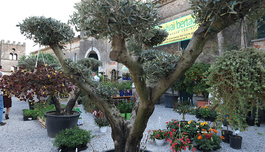 I Fiori Di Castellaro Lagusello Terre Dell Alto Mantovano