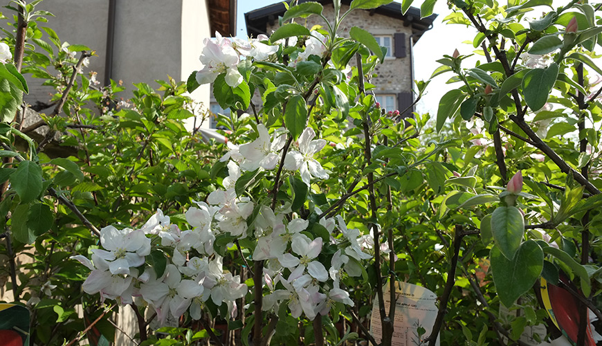 I Fiori Di Castellaro Lagusello Terre Dell Alto Mantovano